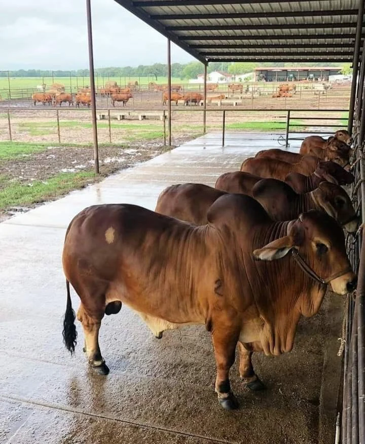 Pedigree cattle feeding under shade at Gicheha Farm, Sobea
