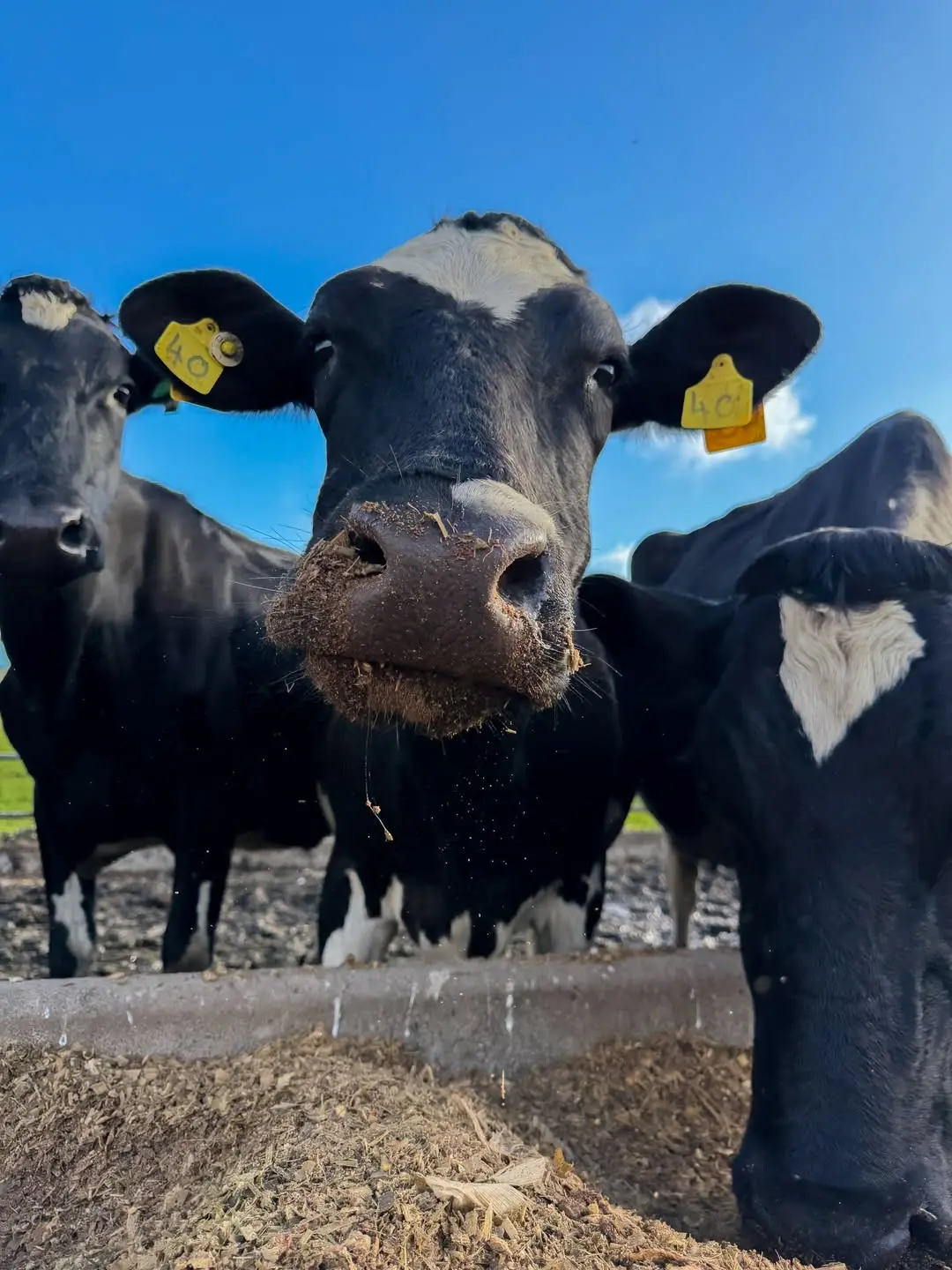 Friesian dairy cattle at Gicheha Farm