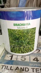 Brachiaria Grass Seed
