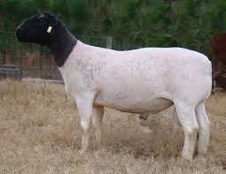 Dorper sheep flock