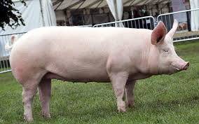 Large White pigs in the piggery