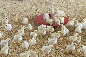 Layer Day-Old Chicks