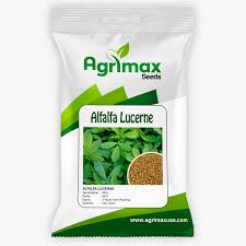 Lucerne (Alfalfa) Seed