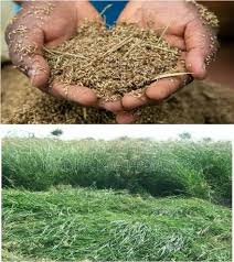 Rhodes Grass Seed